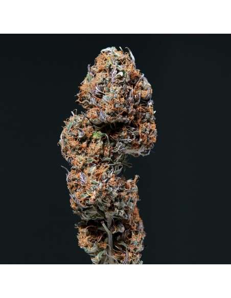 Buddha Seeds - Deimos Auto - 2