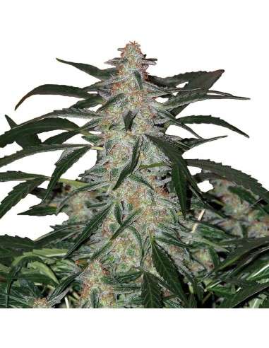 Buddha Seeds - Deimos Auto - 3