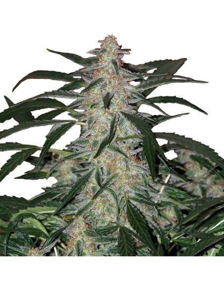 Buddha Seeds - Deimos Auto - 3