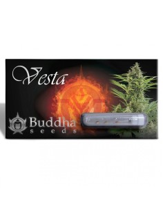 Buddha Seeds - Vesta Au - 1