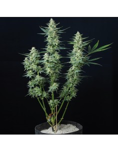 Buddha Seeds - Vesta Au - 1 2