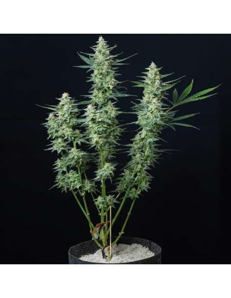 Buddha Seeds - Vesta Au - 2