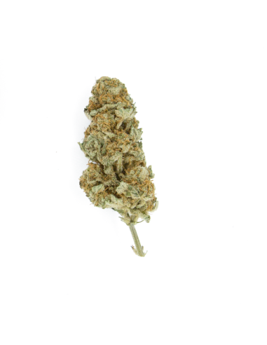 ROYAL QUEEN SEEDS - Northern Light - 7