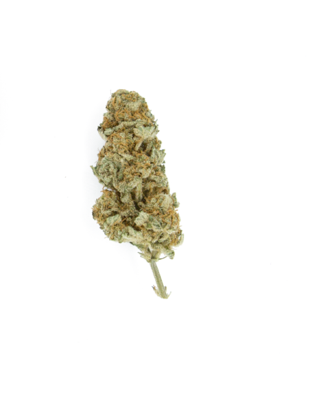 ROYAL QUEEN SEEDS - Northern Light - 7
