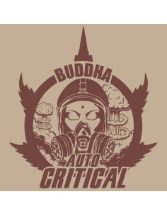 Buddha Seeds - Critical Auto - 1