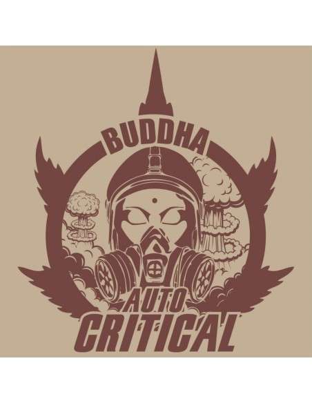 Buddha Seeds - Critical Auto - 1