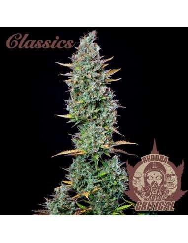 Buddha Seeds - Critical Auto - 2