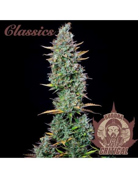 Buddha Seeds - Critical Auto - 2