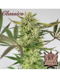 Buddha Seeds - Diesel - 1 2