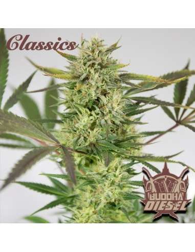 Buddha Seeds - Diesel - 2