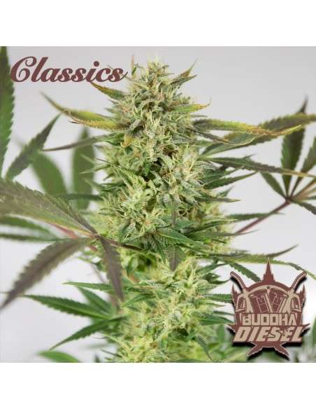 Buddha Seeds - Diesel - 2