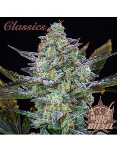Buddha Seeds - Diesel Auto - 1 2