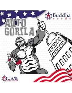 Buddha Seeds - Gorila Auto - 1