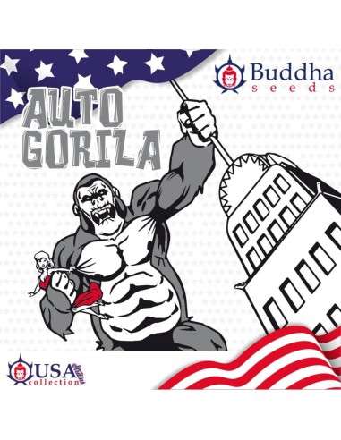 Buddha Seeds - Gorila Auto - 1