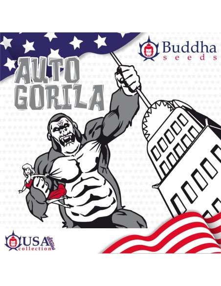 Buddha Seeds - Gorila Auto - 1