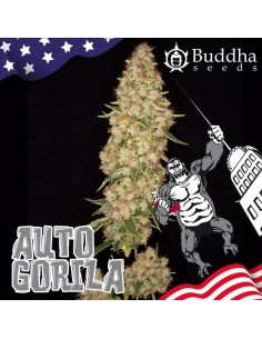 Buddha Seeds - Gorila Auto - 1 2
