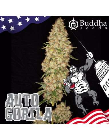 Buddha Seeds - Gorila Auto - 2