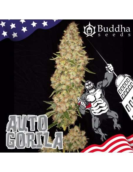 Buddha Seeds - Gorila Auto - 2