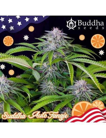 Buddha Seeds - Tangie Auto - 2