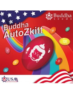 Buddha Seeds - Zkitt Auto - 1