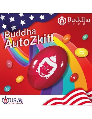 Buddha Seeds - Zkitt Auto - 1