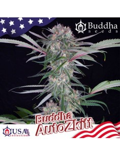 Buddha Seeds - Zkitt Auto - 1 2