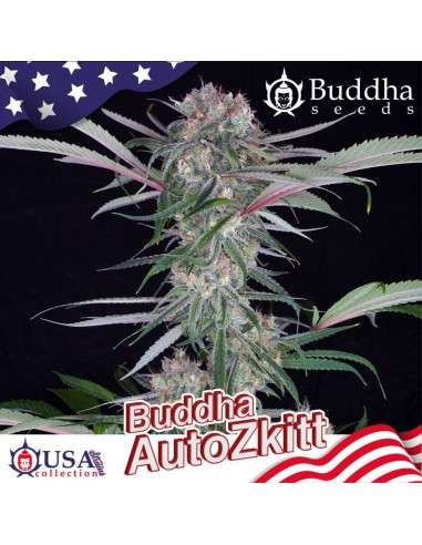 Buddha Seeds - Zkitt Auto - 2