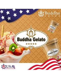 Buddha Seeds - Gelato - 1
