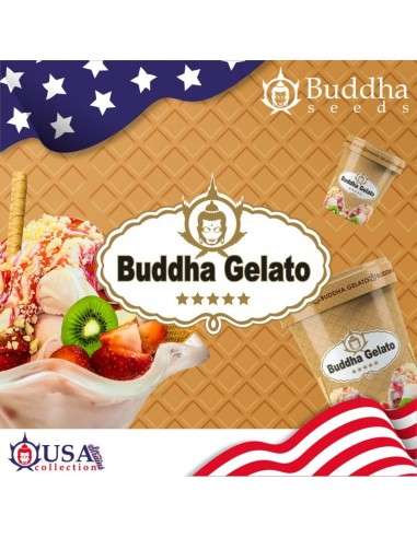 Buddha Seeds - Gelato - 1