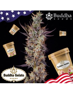 Buddha Seeds - Gelato - 1 2