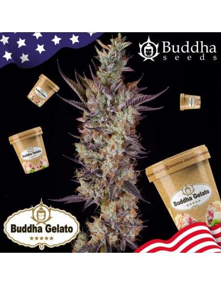Buddha Seeds - Gelato - 2
