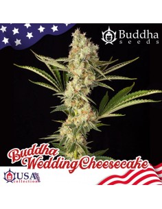 Buddha Seeds - Wedding Cheesecake - 1 2