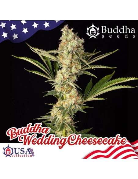 Buddha Seeds - Wedding Cheesecake - 2