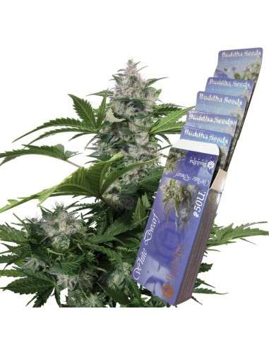Buddha Seeds - White Widow - 2