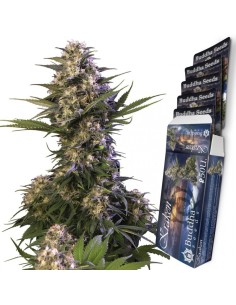 Buddha Seeds - Kraken - 1 2