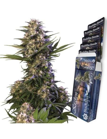 Buddha Seeds - Kraken - 2