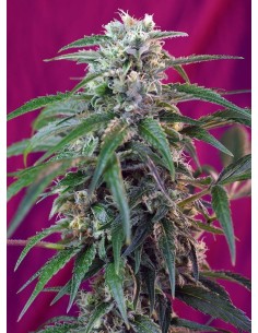 SWEET SEEDS - Green Poison Auto - 1