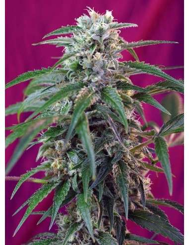SWEET SEEDS - Green Poison Auto - 1