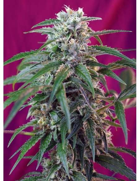 SWEET SEEDS - Green Poison Auto - 1