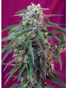 SWEET SEEDS - Green Poison Auto - 1