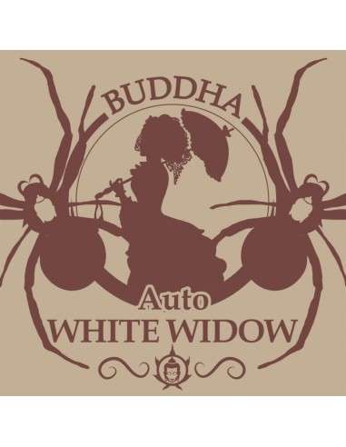 Buddha Seeds - White Widow Auto - 1