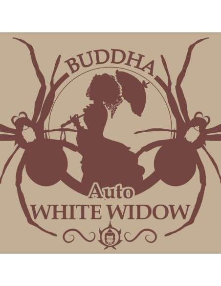 Buddha Seeds - White Widow Auto - 1