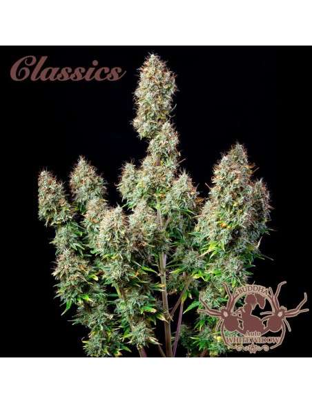 Buddha Seeds - White Widow Auto - 2