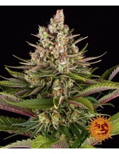 Barney's Farm - Sour Strawberry - 1