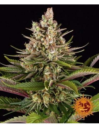 Barney's Farm - Sour Strawberry - 1
