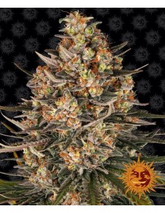 Barney's Farm - Lemon Drizzle - 1