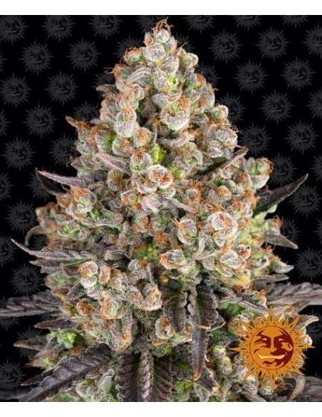 Barney's Farm - OG Kush - 1