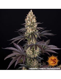 Barney's Farm - OG Kush - 1 2
