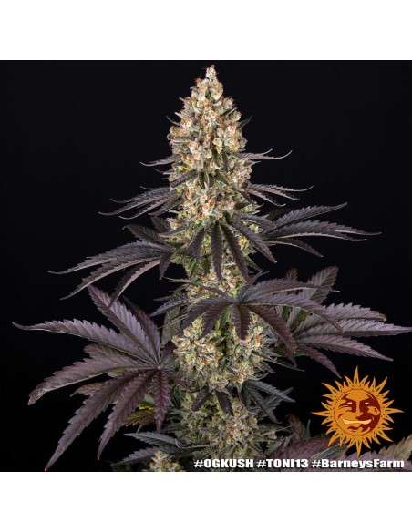 Barney's Farm - OG Kush - 2