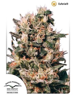 DUTCH PASSION - Euforia - 1